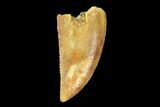 Serrated, Raptor Tooth - Real Dinosaur Tooth #90036-1